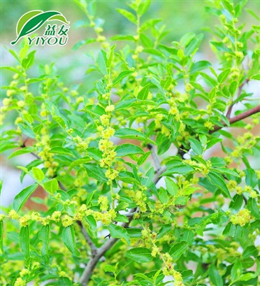木箱