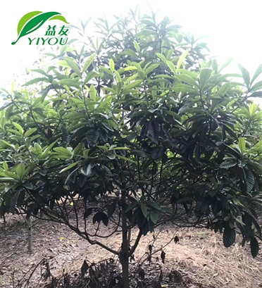木箱