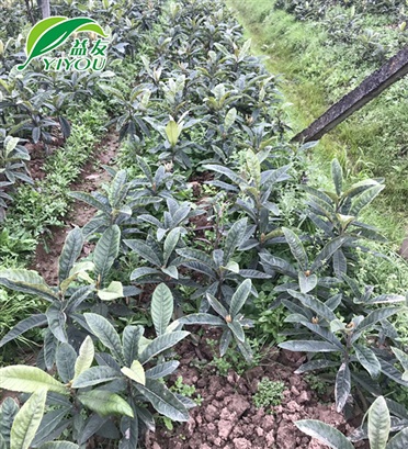 木箱